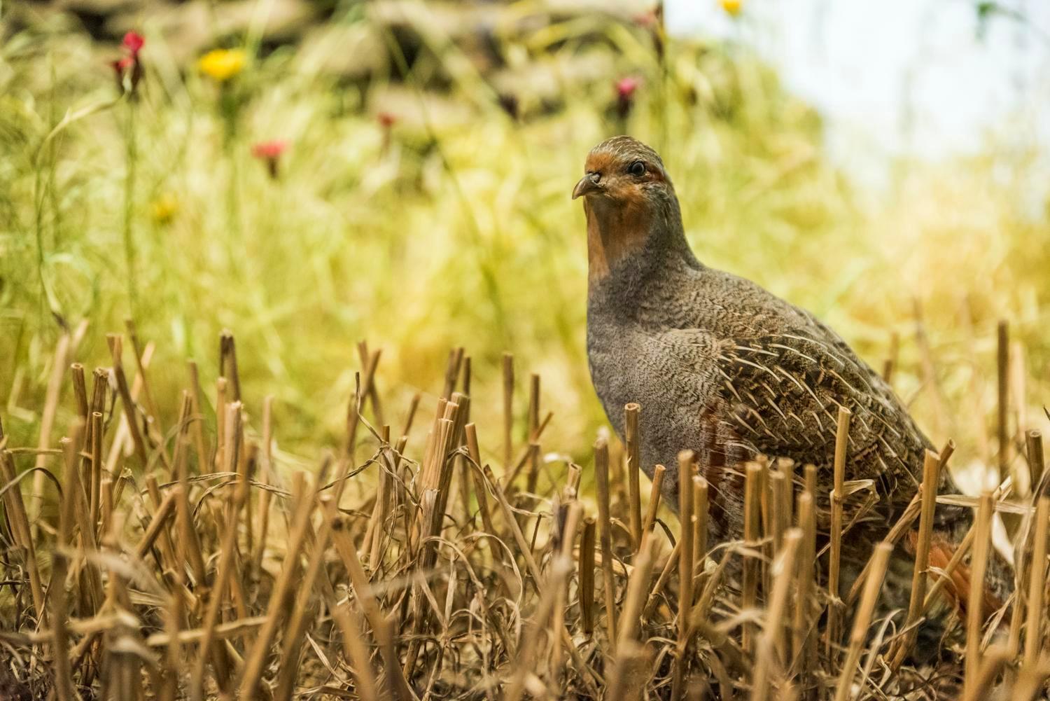 Gibier à plume Loiret